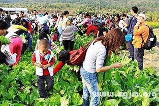 成人田园摘菜视频大全,跟随视频大全体验成人摘菜乐趣