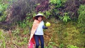 成人田园摘菜视频大全,跟随视频大全体验成人摘菜乐趣