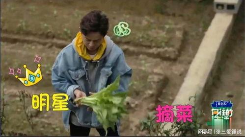 成人田园摘菜视频大全,跟随视频大全体验成人摘菜乐趣