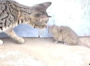 老鼠变成人短剧视频播放,老鼠逆袭成为人类