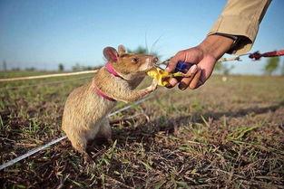 老鼠变成人短剧视频播放,老鼠逆袭成为人类