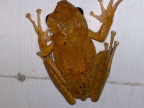 青蛙成人精短视频,奇幻变身之旅