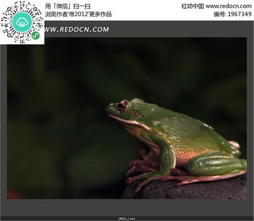 青蛙成人精短视频,奇幻变身之旅