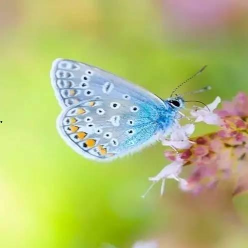 蝴蝶粉成人吃法视频,轻松掌握美味秘诀